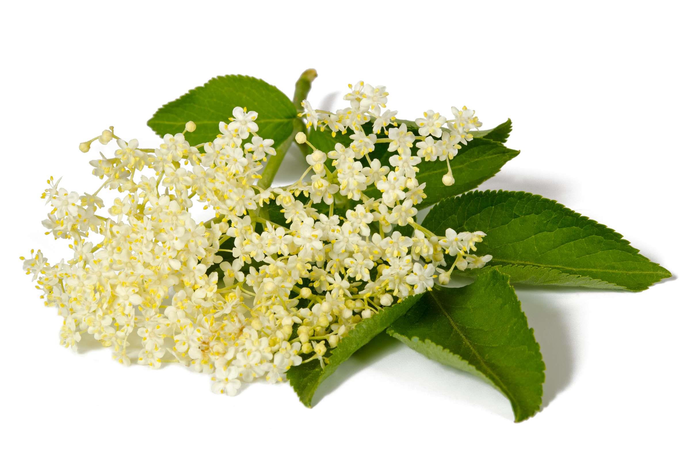 Bio Holunderblüten-Likör – aromatisch blumig & frisch