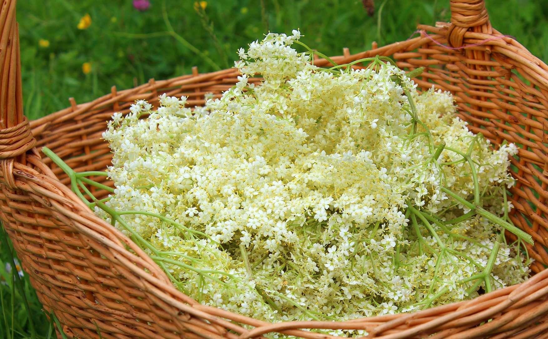 Bio Holunderblüten-Likör – aromatisch blumig & frisch