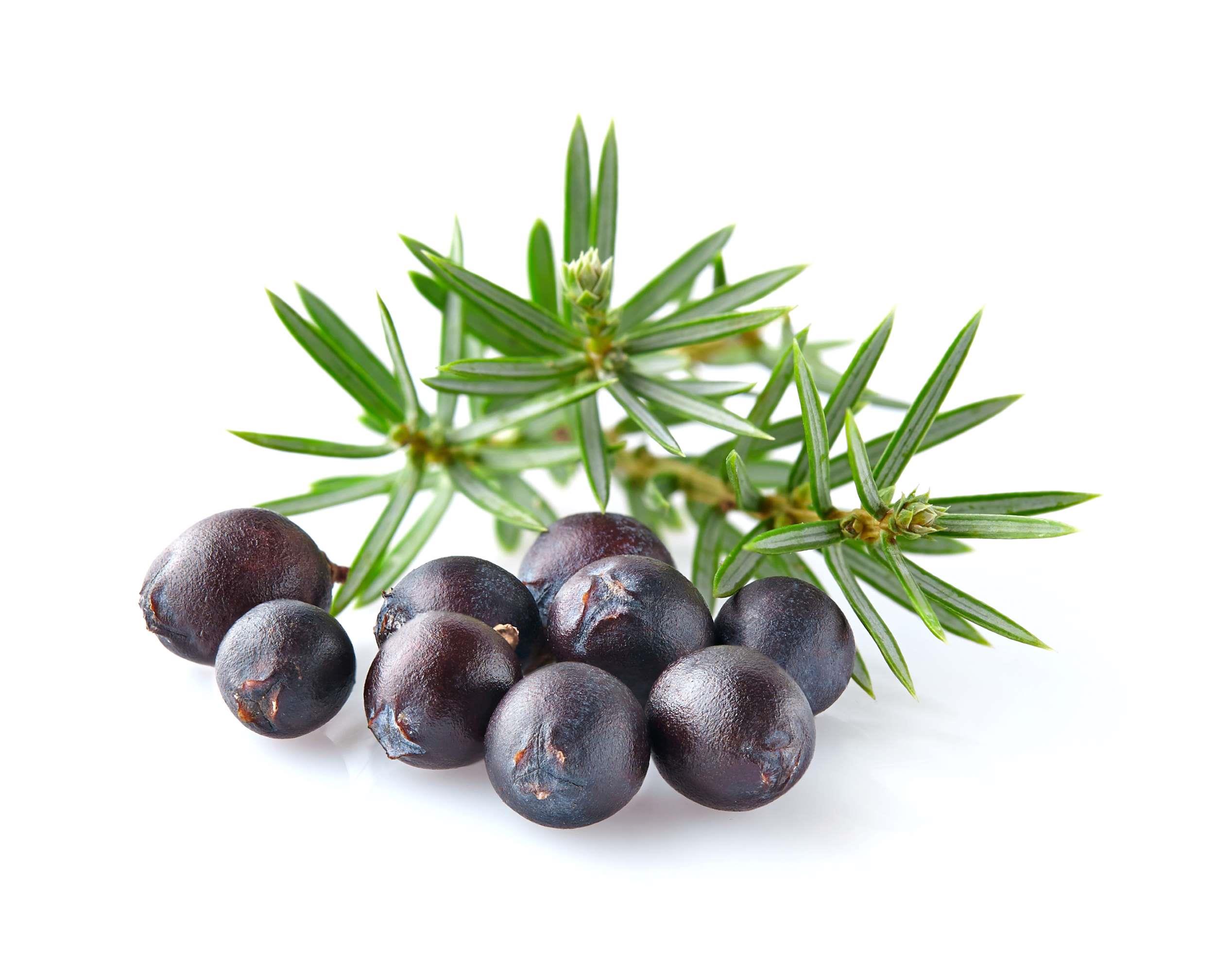 Bio Dry Gin aromatisch Wacholder Zitrus mediteran