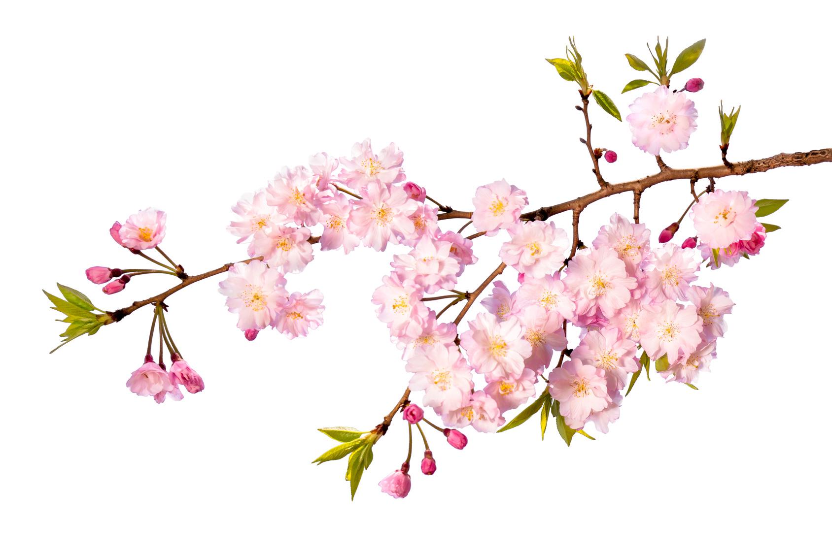 BIO Kirschblüten Likör 0.1 l, 18 vol%